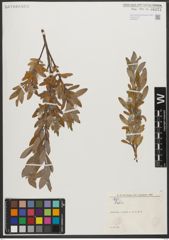 Foto von Salix L.